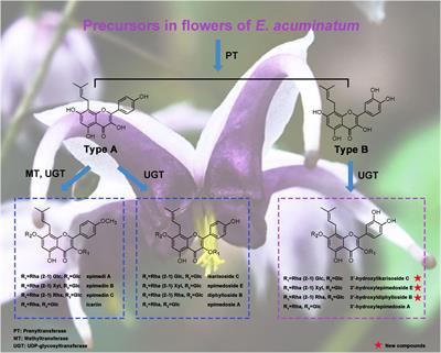 New 8-prenylated quercetin glycosides from the flowers of Epimedium acuminatum and their testosterone production-promoting activities